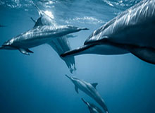 蓝鲸体育网页版-曝勇士存在拆队可能 仅库里是非卖品克雷或被交易